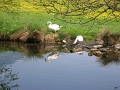 Alp Rohr_Hoehenweg_Chueweid 25 04 2010 (46)